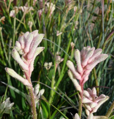 Kangaroo Paw 'Bush Diamond' (Anigozanthos)