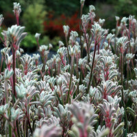 Kangaroo Paw 'Bush Diamond' (Anigozanthos)