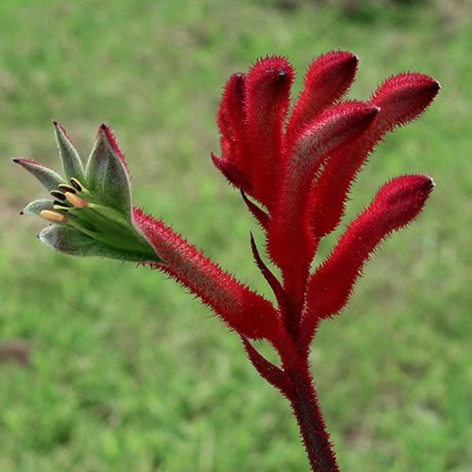 Kangaroo Paw 'Bush Elegance' (Anigozanthos) - Ladybird Nursery