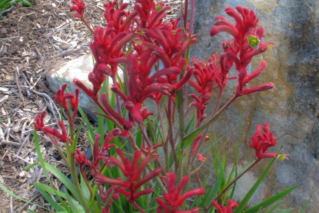Kangaroo Paw 'Bush Elegance' (Anigozanthos) - Ladybird Nursery
