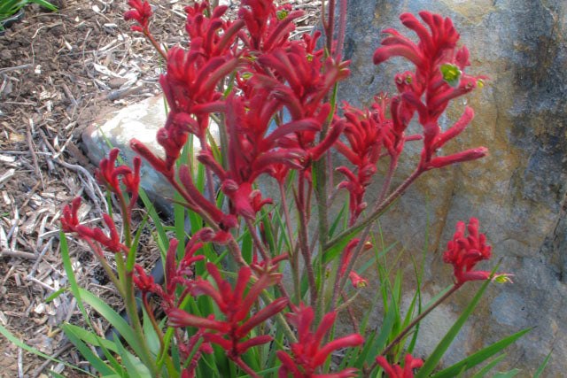 Kangaroo Paw Bush Elegance (Anigozanthos)