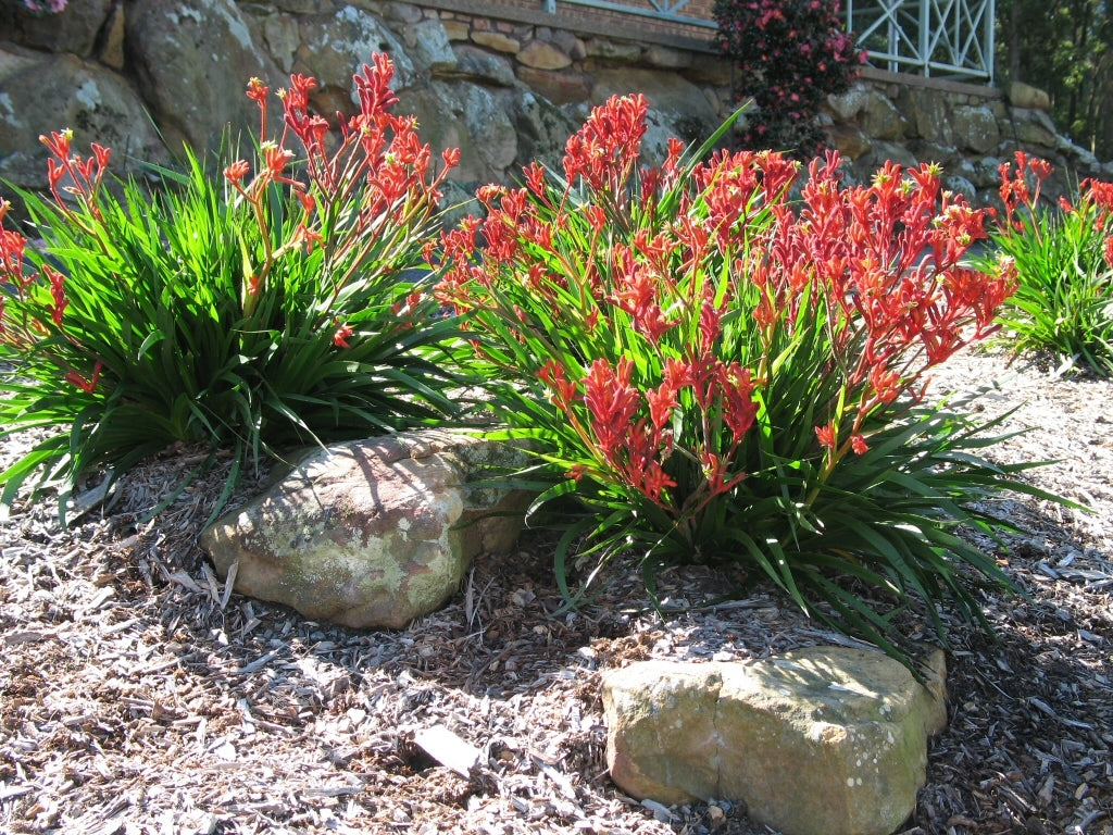 Kangaroo Paw Bush Elegance (Anigozanthos)