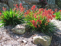 Kangaroo Paw Bush Elegance (Anigozanthos)