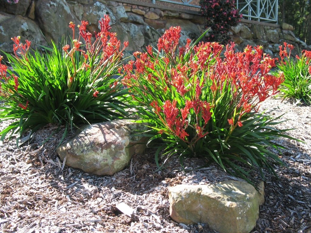 Kangaroo Paw 'Bush Elegance' (Anigozanthos) - Ladybird Nursery