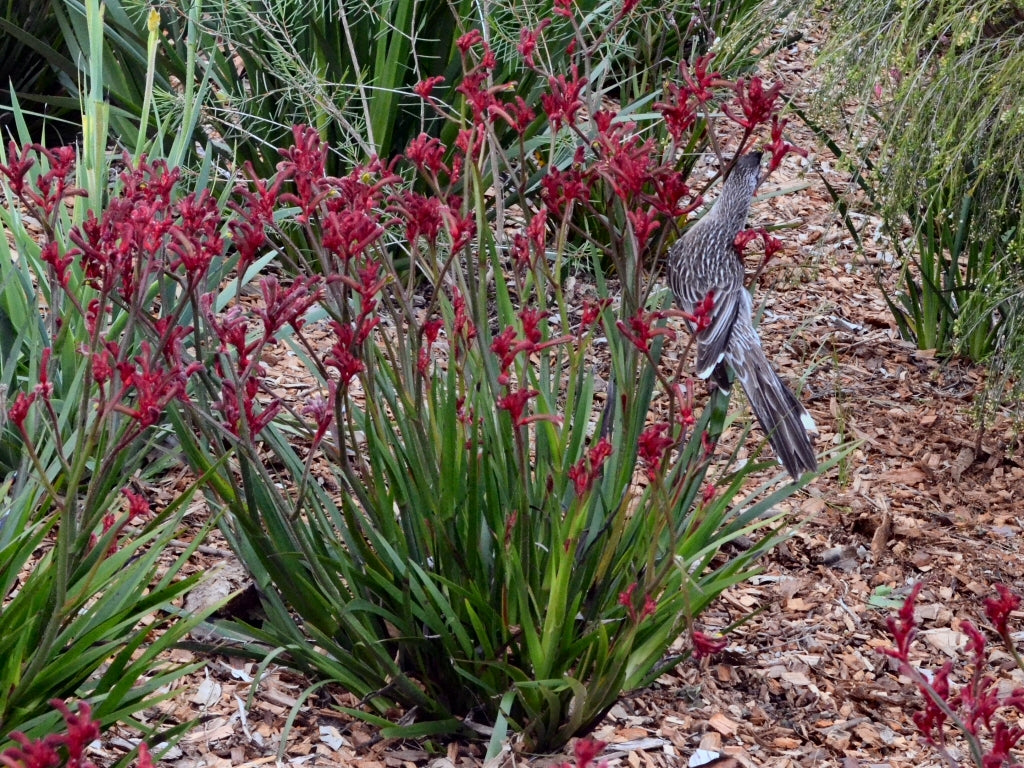 Kangaroo Paw Bush Elegance (Anigozanthos)