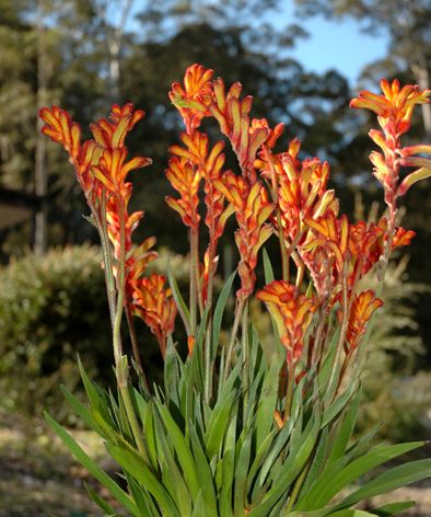 Kangaroo Paw 'Bush Fire' (Anigozanthos) - Ladybird Nursery