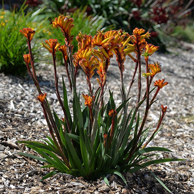 Kangaroo Paw 'Bush Fire' (Anigozanthos) - Ladybird Nursery