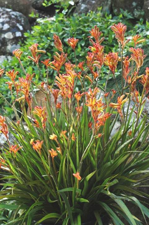 Kangaroo Paw 'Bush Fire' (Anigozanthos) - Ladybird Nursery