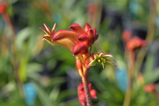 Kangaroo Paw Bush Flare (Anigozanthos)