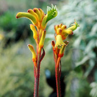 Kangaroo Paw 'Bush Flare' (Anigozanthos) - Ladybird Nursery