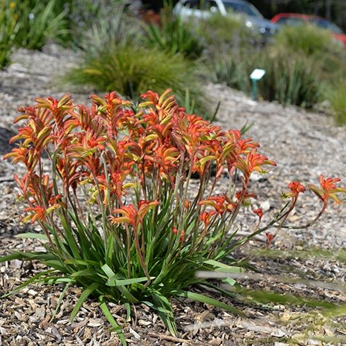 Kangaroo Paw 'Bush Flare' (Anigozanthos) - Ladybird Nursery