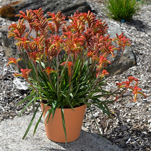 Kangaroo Paw Bush Flare (Anigozanthos)