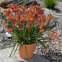 Kangaroo Paw Bush Flare (Anigozanthos)