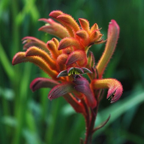 Kangaroo Paw 'Bush Flare' (Anigozanthos) - Ladybird Nursery