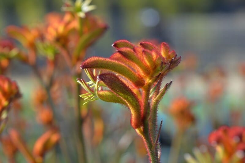 Kangaroo Paw 'Bush Glow' (Anigozanthos) - Ladybird Nursery