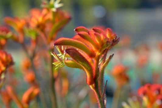 Kangaroo Paw Bush Glow (Anigozanthos)