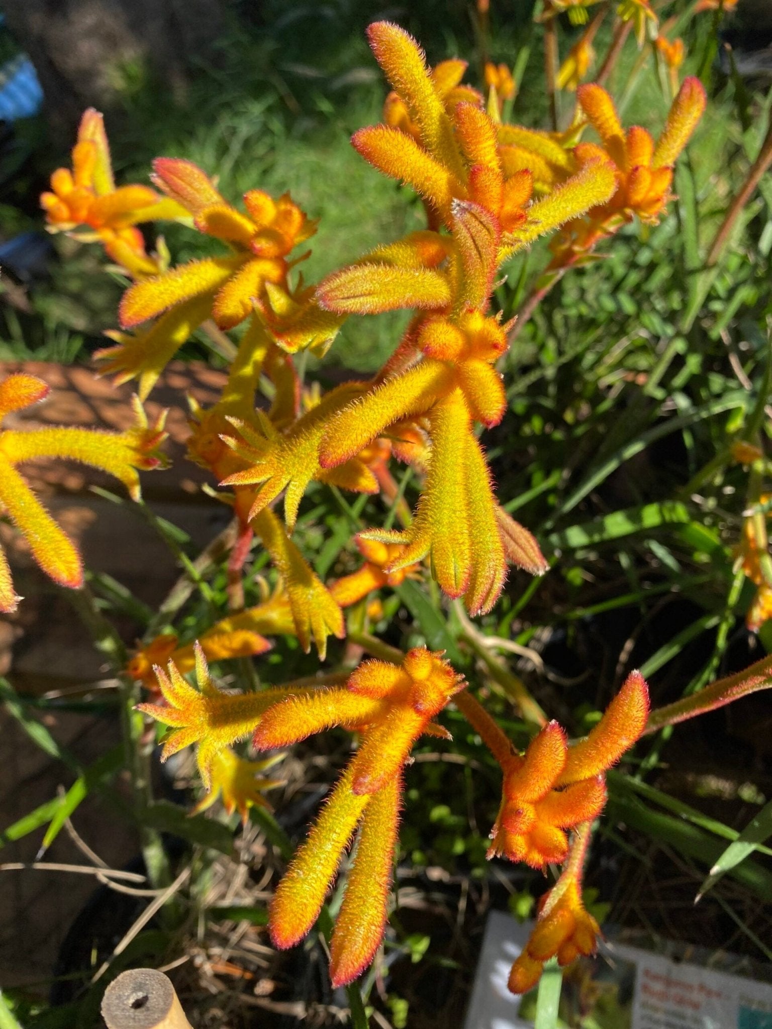Kangaroo Paw 'Bush Glow' (Anigozanthos) - Ladybird Nursery