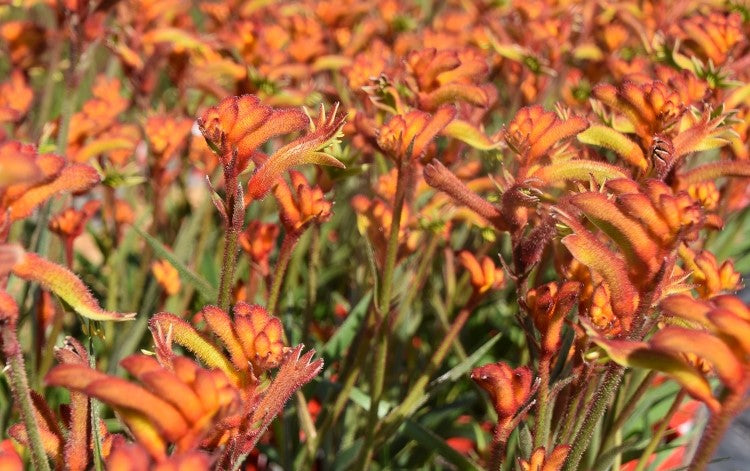 Kangaroo Paw Bush Glow (Anigozanthos)