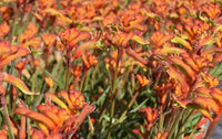 Kangaroo Paw 'Bush Glow' (Anigozanthos) - Ladybird Nursery