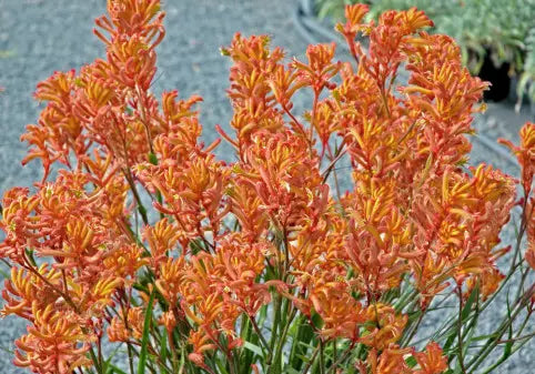 Kangaroo Paw Bush Glow (Anigozanthos)