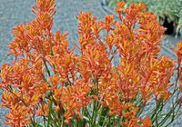 Kangaroo Paw Bush Glow (Anigozanthos)