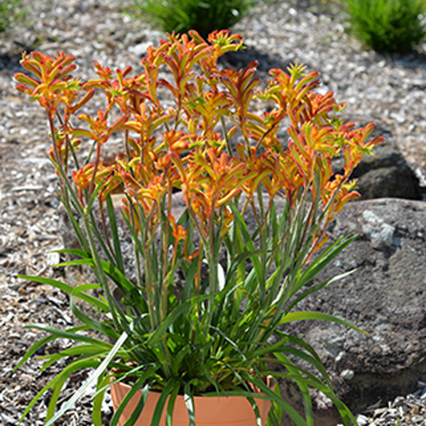 Kangaroo Paw Bush Glow (Anigozanthos)