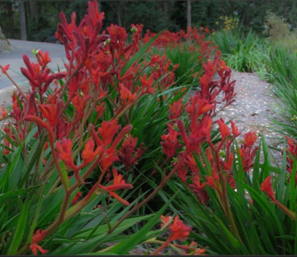 Kangaroo Paw 'Bush Inferno' (Anigozanthos) - Ladybird Nursery