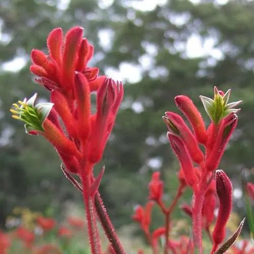Kangaroo Paw 'Bush Inferno' (Anigozanthos) - Ladybird Nursery