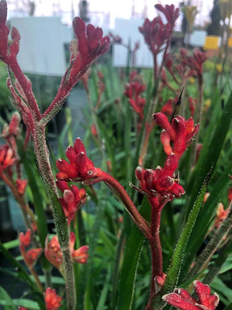 Kangaroo Paw 'Bush Inferno' (Anigozanthos) - Ladybird Nursery