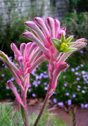 Kangaroo Paw 'Bush Pearl' (Anigozanthos) - Ladybird Nursery