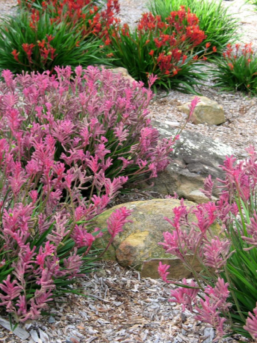 Kangaroo Paw 'Bush Pearl' (Anigozanthos) - Ladybird Nursery