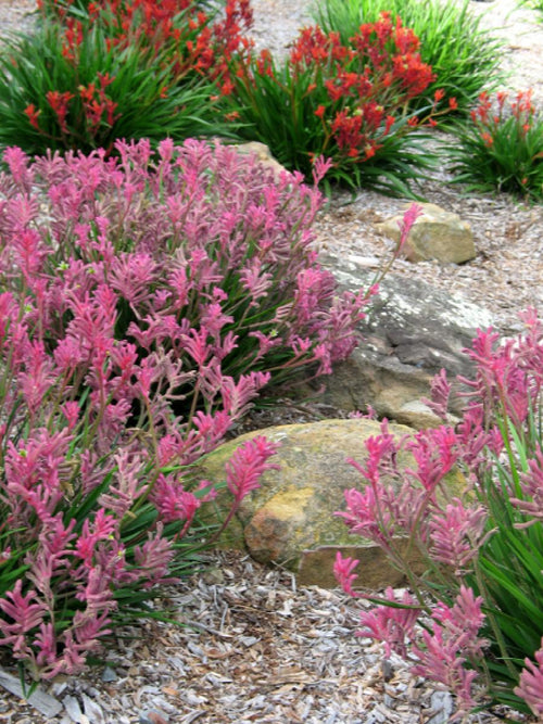 Kangaroo Paw 'Bush Pearl' (Anigozanthos) - Ladybird Nursery