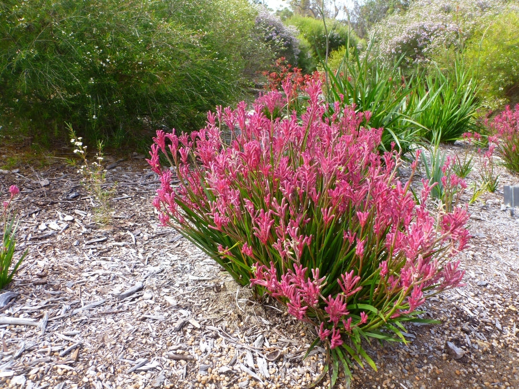Kangaroo Paw 'Bush Pearl' (Anigozanthos)