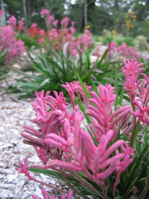 Kangaroo Paw 'Bush Pearl' (Anigozanthos) - Ladybird Nursery
