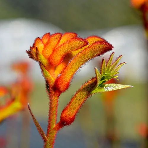 Kangaroo Paw 'Bush Surprise' (Anigozanthos) - Ladybird Nursery