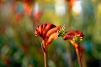 Kangaroo Paw 'Bush Surprise' (Anigozanthos) - Ladybird Nursery