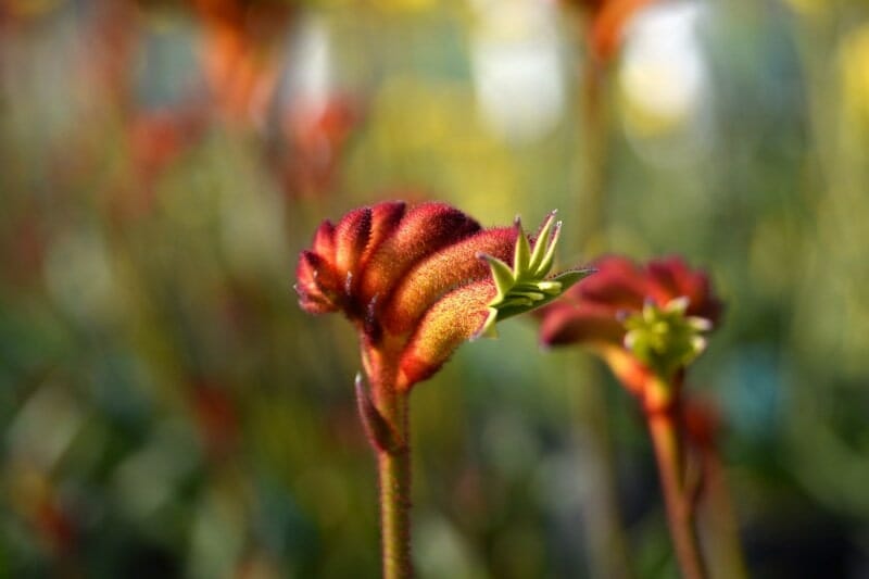 Kangaroo Paw 'Bush Surprise' (Anigozanthos) - Ladybird Nursery