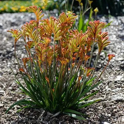 Kangaroo Paw 'Bush Surprise' (Anigozanthos) - Ladybird Nursery