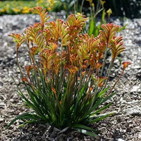 Kangaroo Paw 'Bush Surprise' (Anigozanthos) - Ladybird Nursery