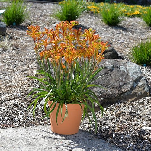 Kangaroo Paw 'Bush Surprise' (Anigozanthos) - Ladybird Nursery