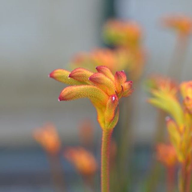Kangaroo Paw 'Bush Surprise' (Anigozanthos) - Ladybird Nursery