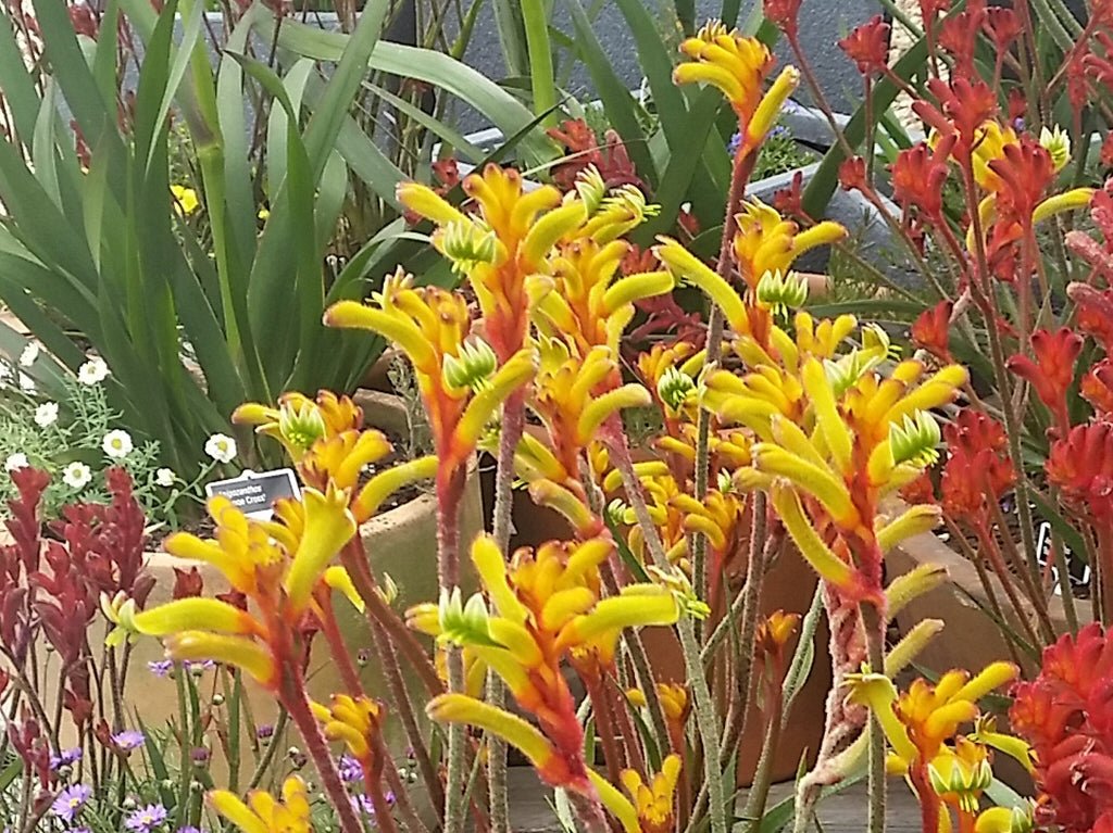 Kangaroo Paw 'Bush Tenacity' (Anigozanthos) - Ladybird Nursery