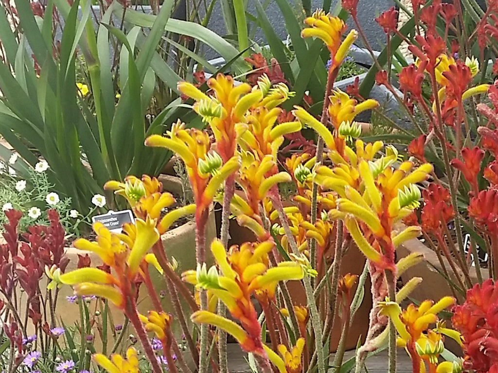 Kangaroo Paw Bush Tenacity (Anigozanthos)