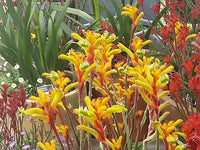 Kangaroo Paw Bush Tenacity (Anigozanthos)