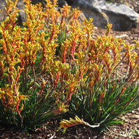 Kangaroo Paw 'Bush Tenacity' (Anigozanthos) - Ladybird Nursery