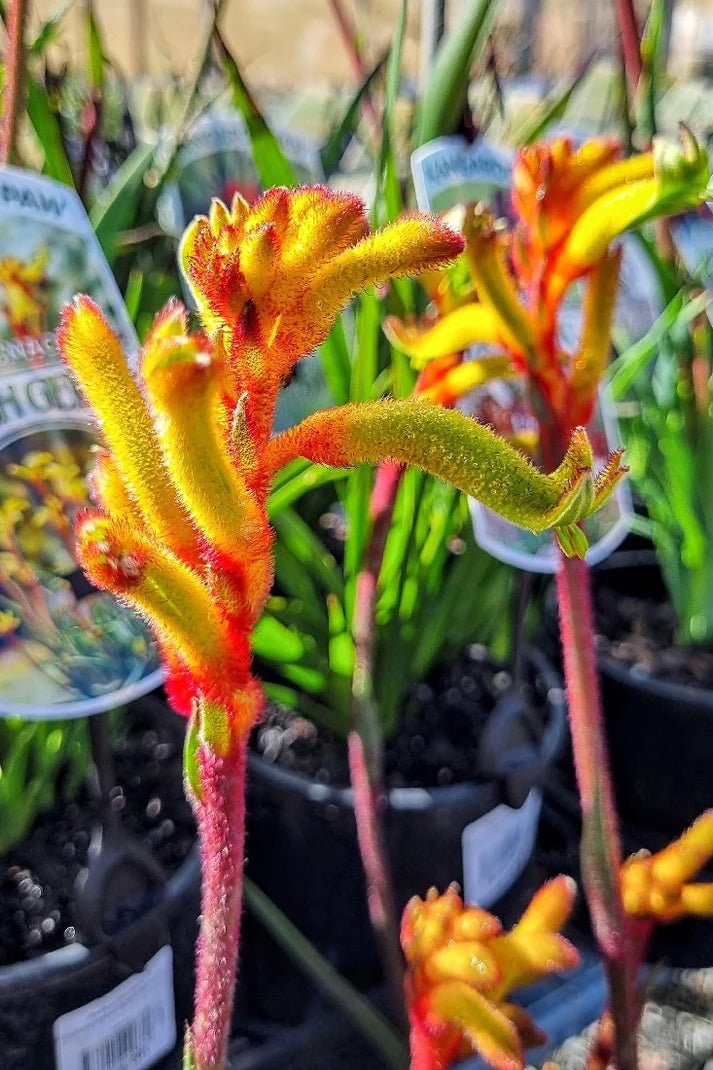 Kangaroo Paw 'Bush Tenacity' (Anigozanthos) - Ladybird Nursery