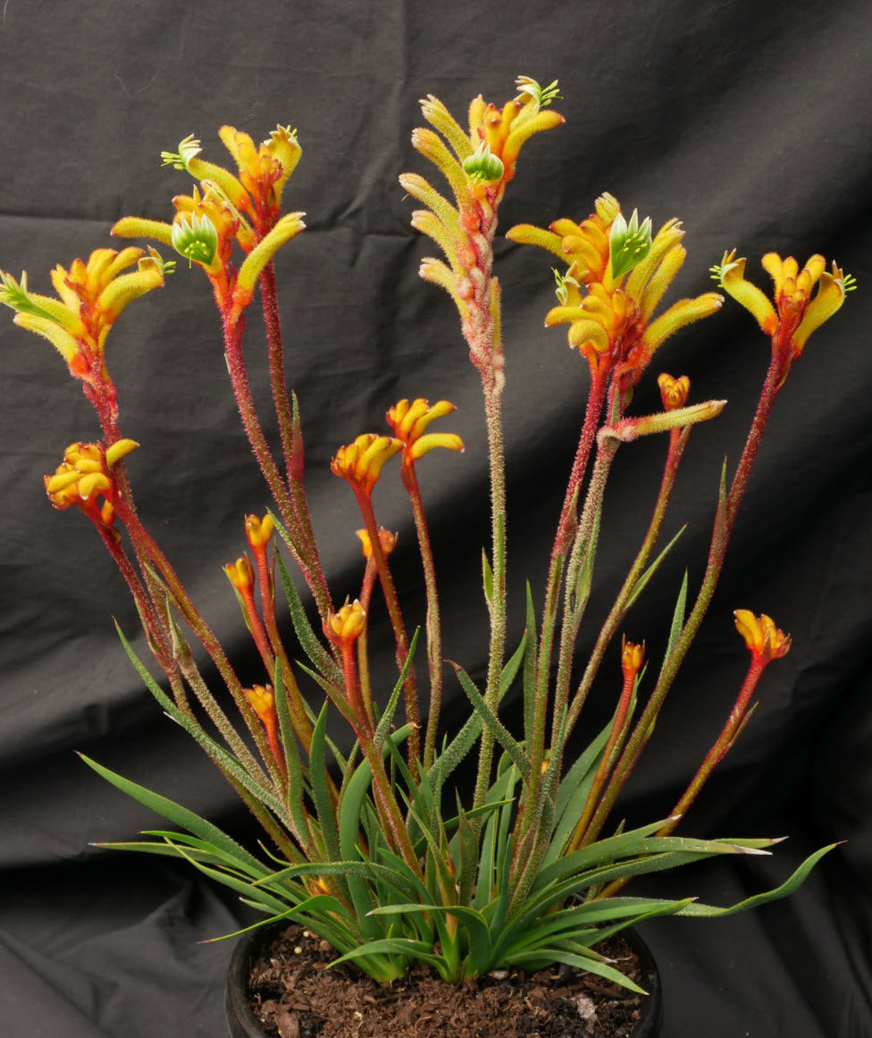 Kangaroo Paw Bush Tenacity (Anigozanthos)