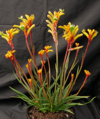 Kangaroo Paw Bush Tenacity (Anigozanthos)