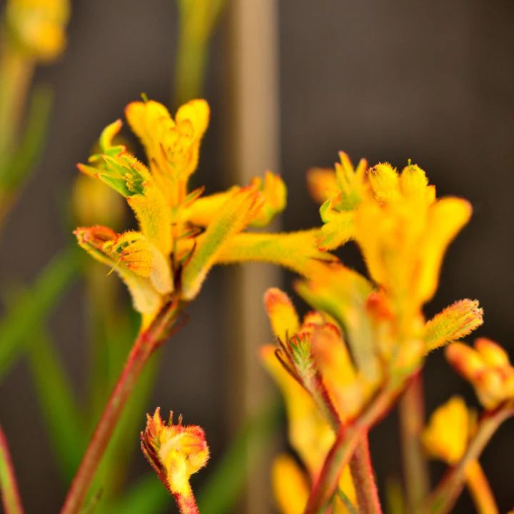 Kangaroo Paw Bush Zest (Anigozanthos)
