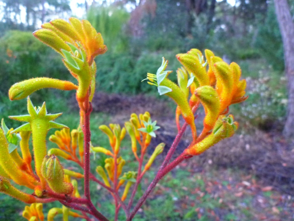 Kangaroo Paw Bush Zest (Anigozanthos)